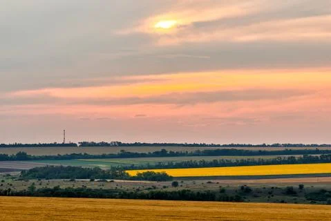 Wheat field landscape with path in the sunset time Stock Photos