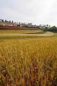 Wheat field landscape Stock Photos