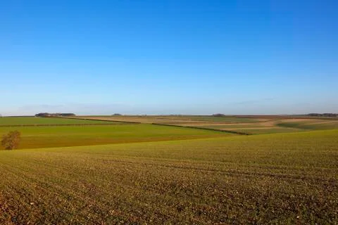 Wheat field landscape Stock Photos