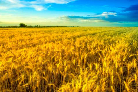 Wheat field landscape Foto stock