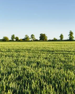 Wheat field landscape Stock Photos