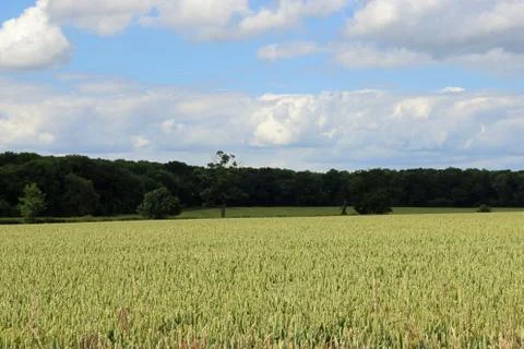 Wheat field landscape Stock Photos