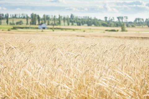 Wheat Field Landscape Stockfoto's