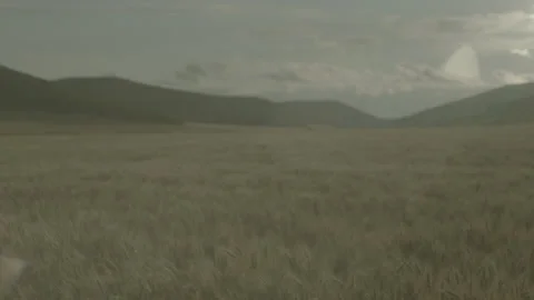 Wheat Field Landscape Return Stock Footage 130795992