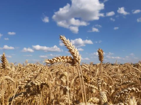 Wheat field. Large spikelets of wheat on the field. Foto stock