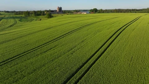 A wheat field in Latvia Stock Footage 320815717