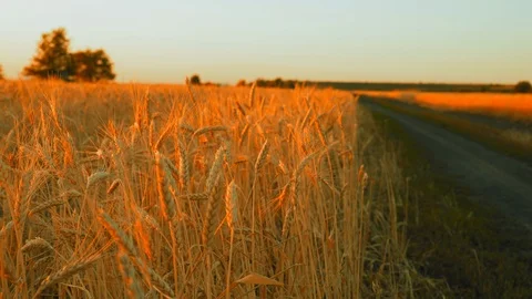 Wheat Field in the Light of the Rising Sun Stock Footage 113259374