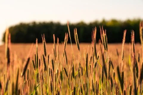 Wheat field in the light of the setting sun Stock Photos