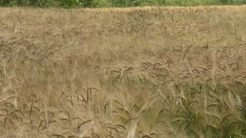 Wheat field in light wind Stock Footage 156938573