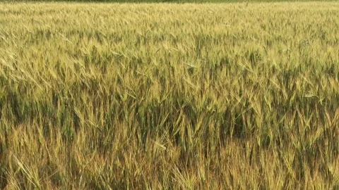 Wheat field with light wind Stock Footage 199044671