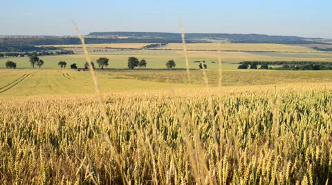Wheat field, locked down Stock Footage 39896026