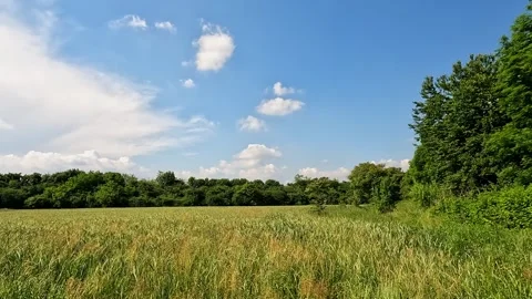Wheat field in Lombardy Stock Footage 311406257