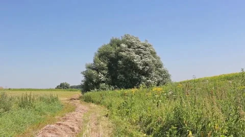 Wheat field with a lonely tree on and the blue sky Stock Footage 66437974