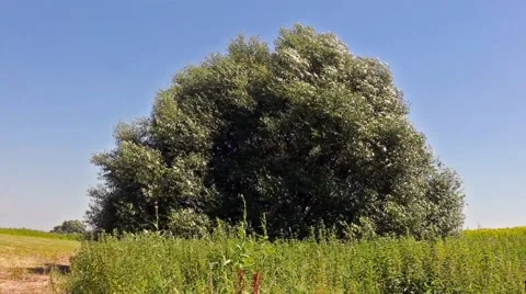 Wheat field with a lonely tree on and the blue sky Stock Footage 66437999