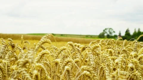 The wheat field looks bright even in cloudy weather. Stock Footage 252192411