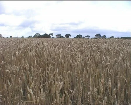 Wheat Field Loop 스톡 동영상 157747