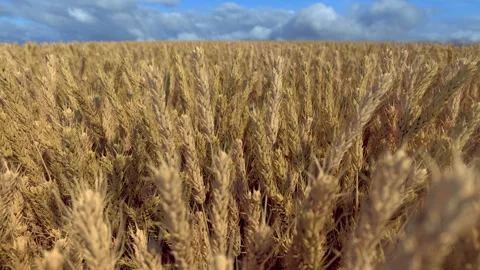 Wheat field, looping 3D animation with alpha mask Stock Footage 132578291