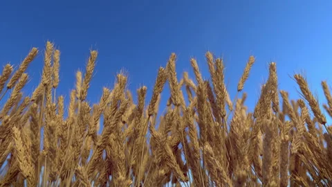 Wheat field, looping 3D animation with alpha mask Stock Footage 132578494