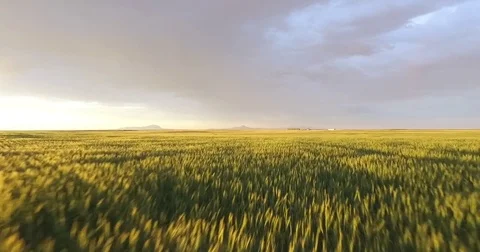 Wheat Field Low Flight Sunset Stock Footage 70389172