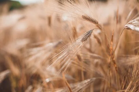Wheat field macro 1 Stock Photos