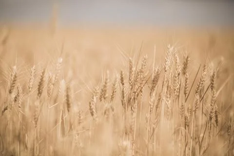 Wheat field macro 2 Stock Photos