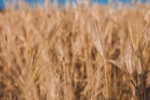 Wheat field macro 3 Foto stock