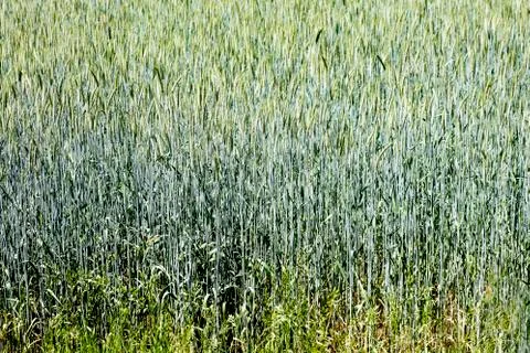 Wheat field macro abstract background high quality Stock Photos