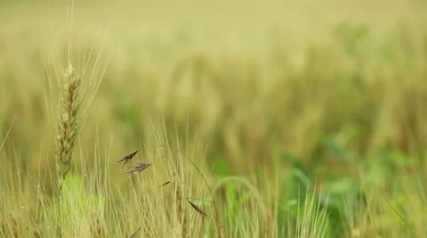 Wheat field macro  Stock Footage 53064469