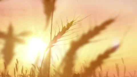 Wheat field macro over sunset in slow motion. Grass field Stock Footage 93712575