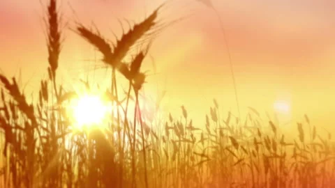 Wheat field macro over sunset in slow motion. Grass field Stock Footage 93712597