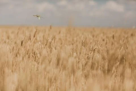 Wheat field macro Stock Photos