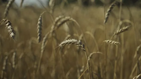 Wheat field. Manual filming, panorama. Stock-Footage 317541908