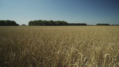 Wheat field. Manual filming, panorama. Vídeo Stock 317543653
