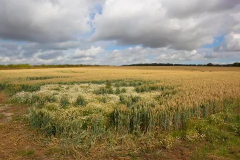 Wheat field with mayweed Stock Photos