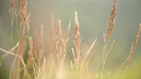 Wheat field in the morning Video stock 310345548
