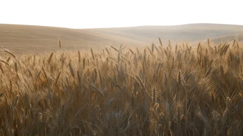 Wheat Field In Morning Light Stock Footage
