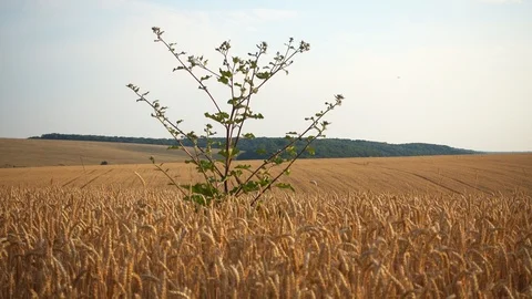 Wheat field in motion out the car window. Video stock 112703707
