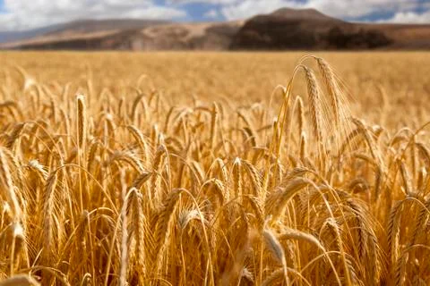Wheat field with mountains at background Stock Photos