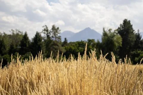 Wheat field with mountains under cloudy sky Fotos de archivo