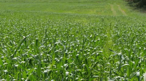 Wheat Field Moved by Summer Wind Stock Footage 51322051