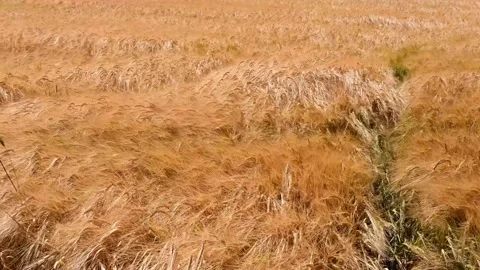 Wheat field moved by the wind in Abruzzo Stock Footage 157457569
