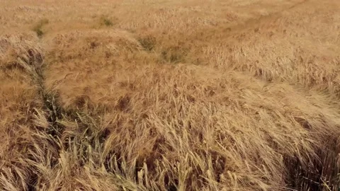 Wheat field moved by the wind in Abruzzo Video stock 157457572