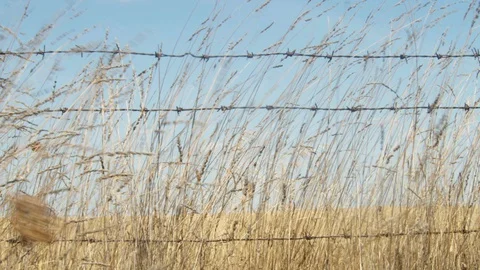 Wheat field moved by the wind and with barbed wires Stock Footage 127754319