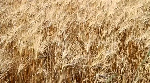 Wheat field moved by wind Stock Footage 53289902