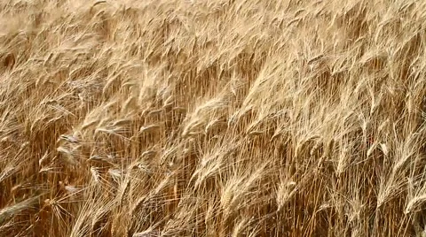 Wheat field moved by wind Stock Footage 53290245