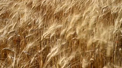 Wheat field moved by wind Stock Footage 53291409