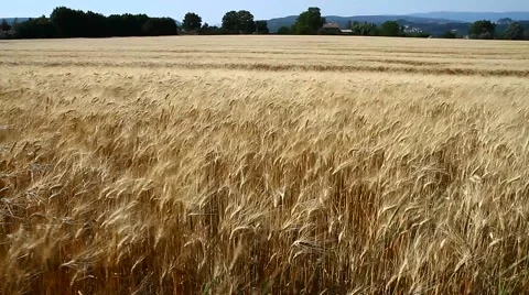 Wheat field moved by wind Stock Footage 53293625