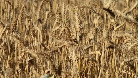 Wheat field moved by the wind Stock Footage 79273907