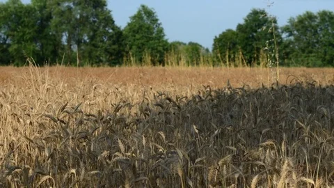 Wheat field moved by the wind Stock Footage 79274181