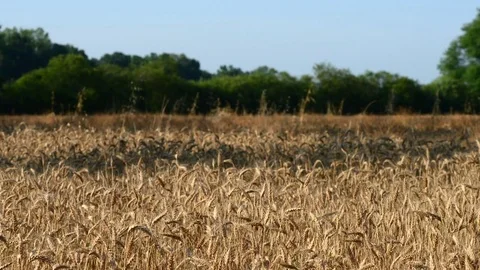 Wheat field moved by the wind Stock Footage 79274308